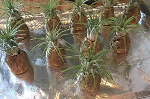 A woman plants pineapples on a baking sheet and we're kind of in love with the result