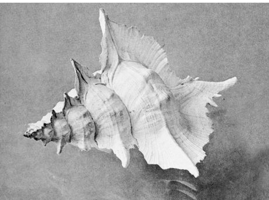  Black and white sea shell