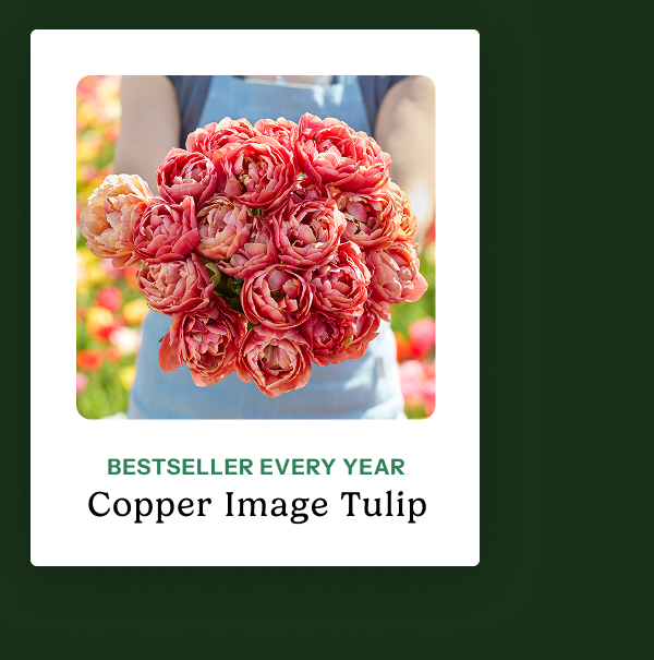 Copper Image Tulip – Bestseller Every Year