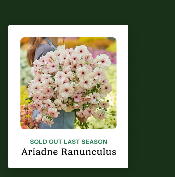 Ariadne Ranunculus – Sold out last season
