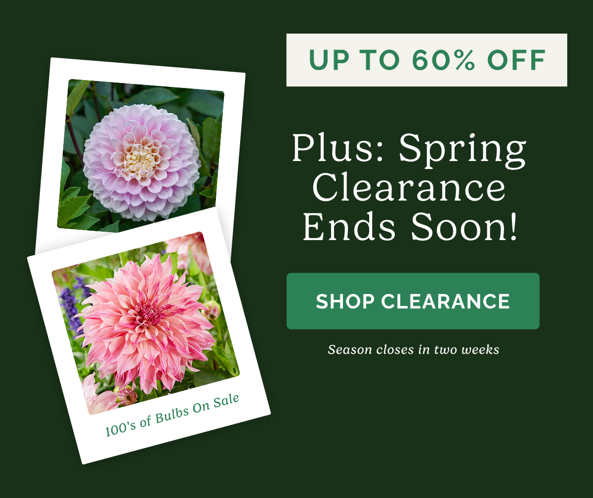 Up to 60% Off Plus: Spring Clearance Ends Sono! SHOP CLEARNACE Season closes in two weeks; 100's of Bulbs on Sale