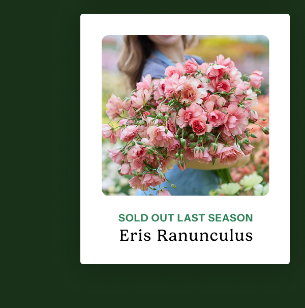 Eris Ranunculus – Sold out last season