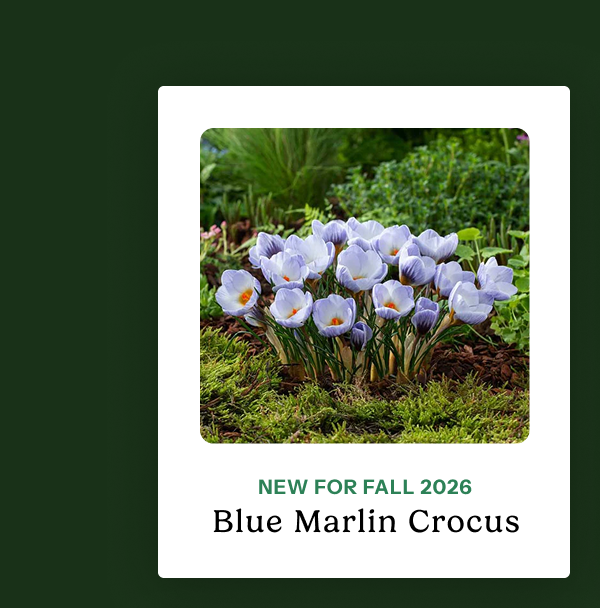 Blue Marlin Crocus – New for fall 2026