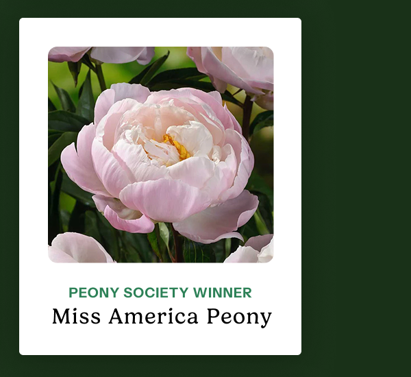 Miss America Peony – Peony Society Winner