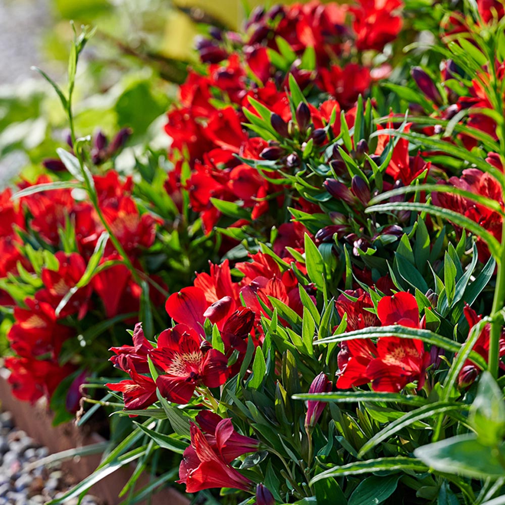 Alstroemeria 'Inticancha Doba'
