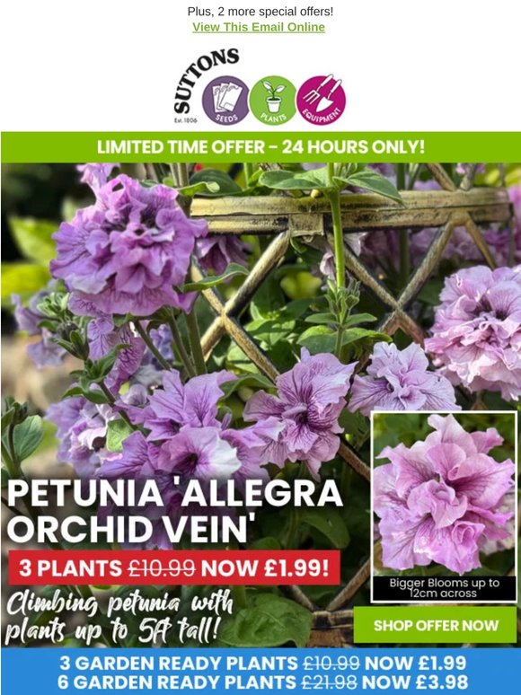 NEW Climbing Petunias from Just £1.99
