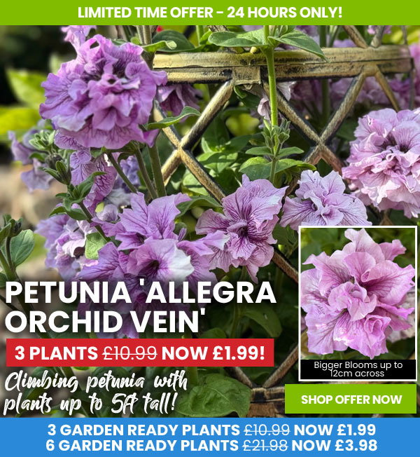 Petunia 'Allegra Orchid Vein'