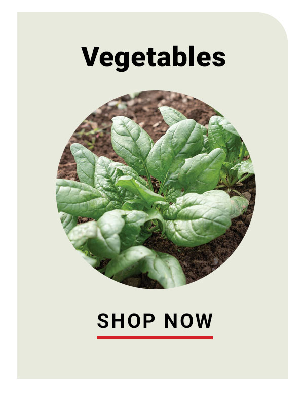 Vegetables - Shop Now