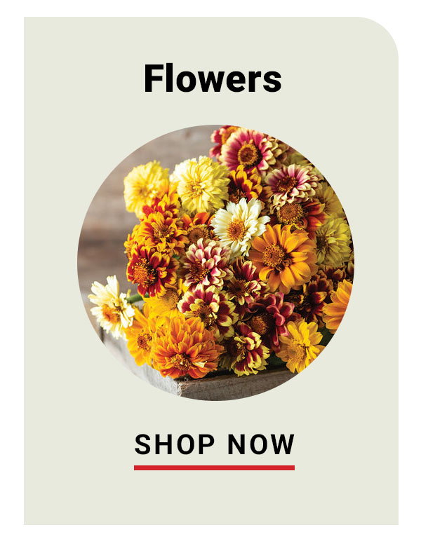 Flowers - Shop Now
