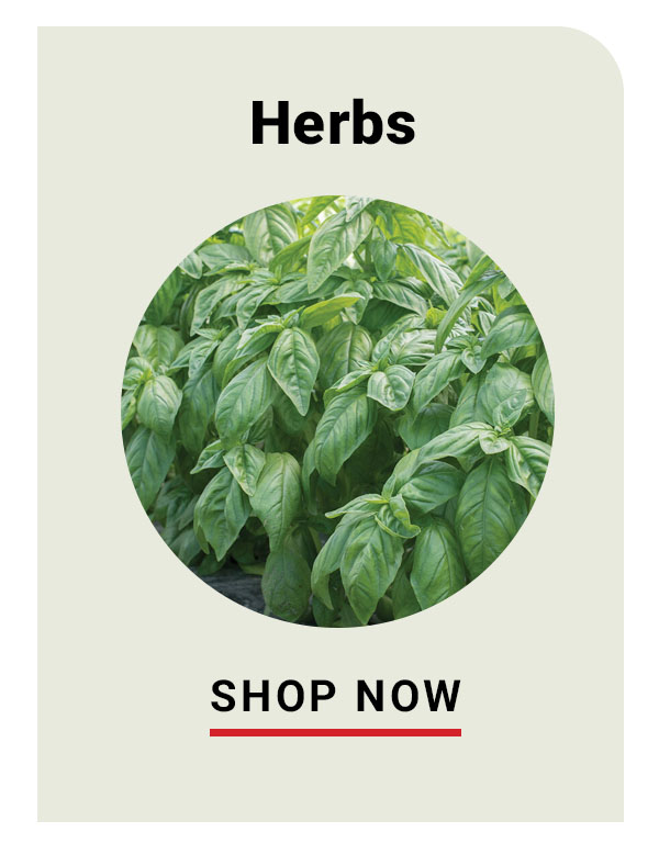 Herbs - Shop Now