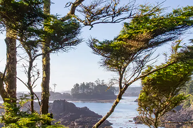 Evergreen trees overlooking a rocky ocean shoreline with tide pools.