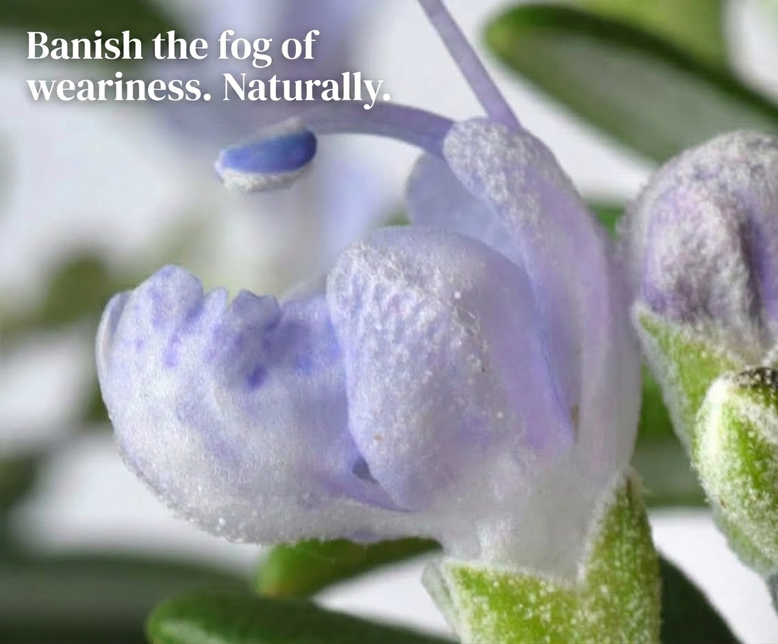 Close-up of a lavender rosemary flower with text "Banish the fog of weariness. Naturally."