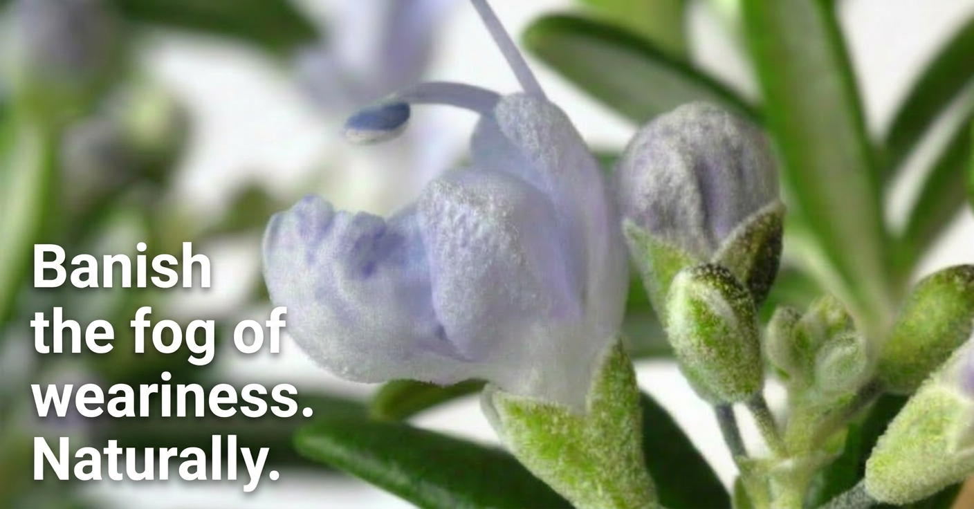 Close-up of rosemary flowers with text "Banish the fog of weariness. Naturally."
