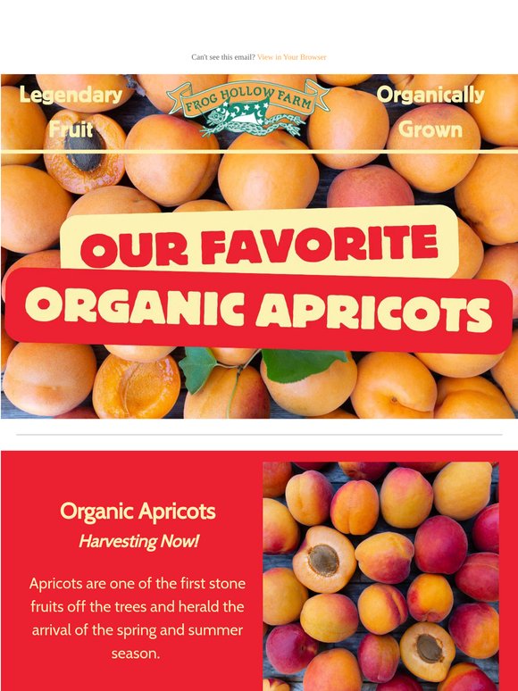 Fresh Apricot Harvest: Don't Miss Out! 🥳