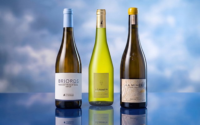 Muscadet-Neuheiten: großartige Weißweine in voller Renaissance