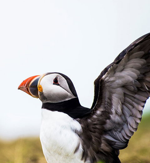 A Puffin stretches its wings