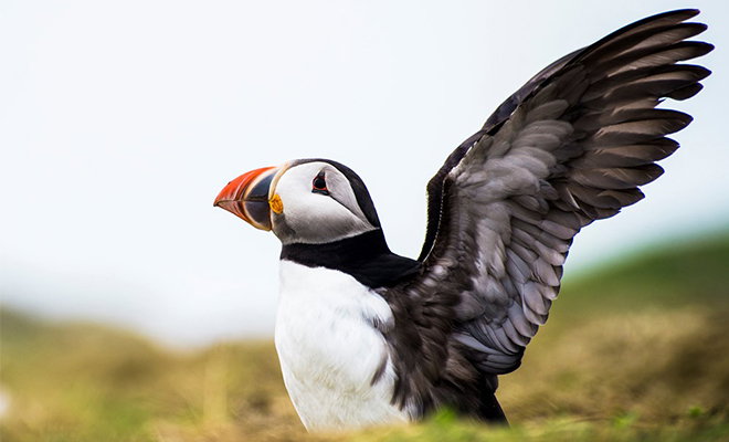 A Puffin stretches its wings