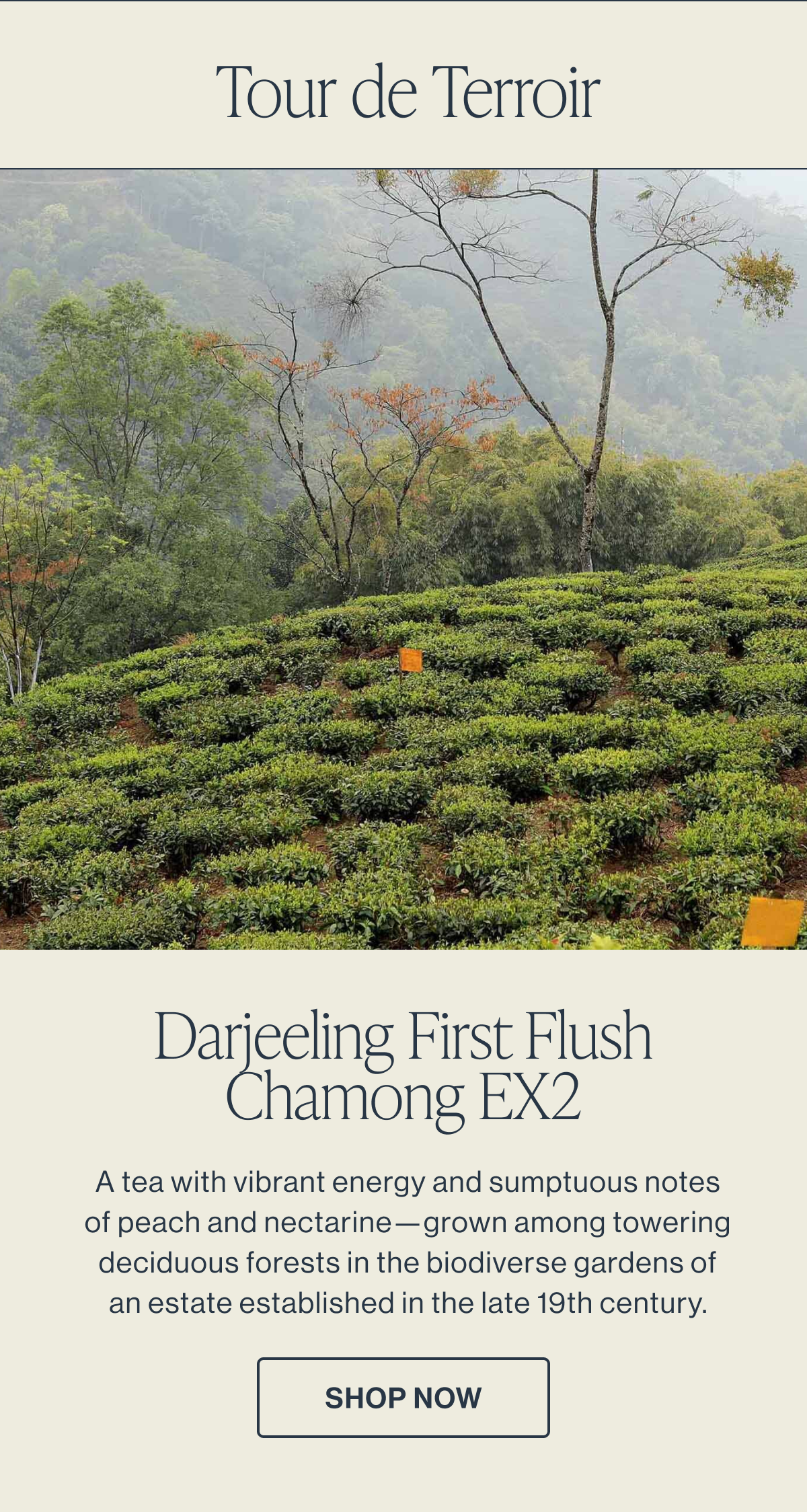 Darjeeling First Flush Chamong EX2 | Shop Now