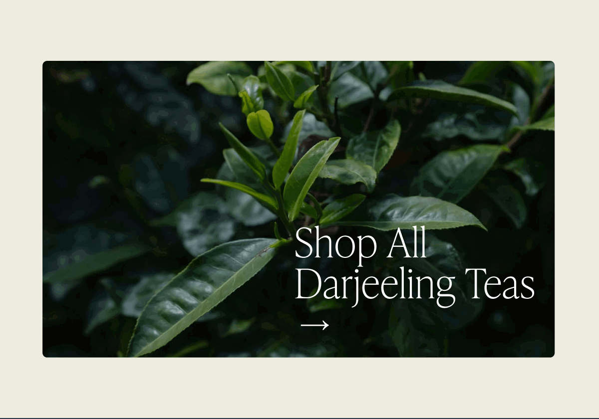 Shop All Darjeeling Teas