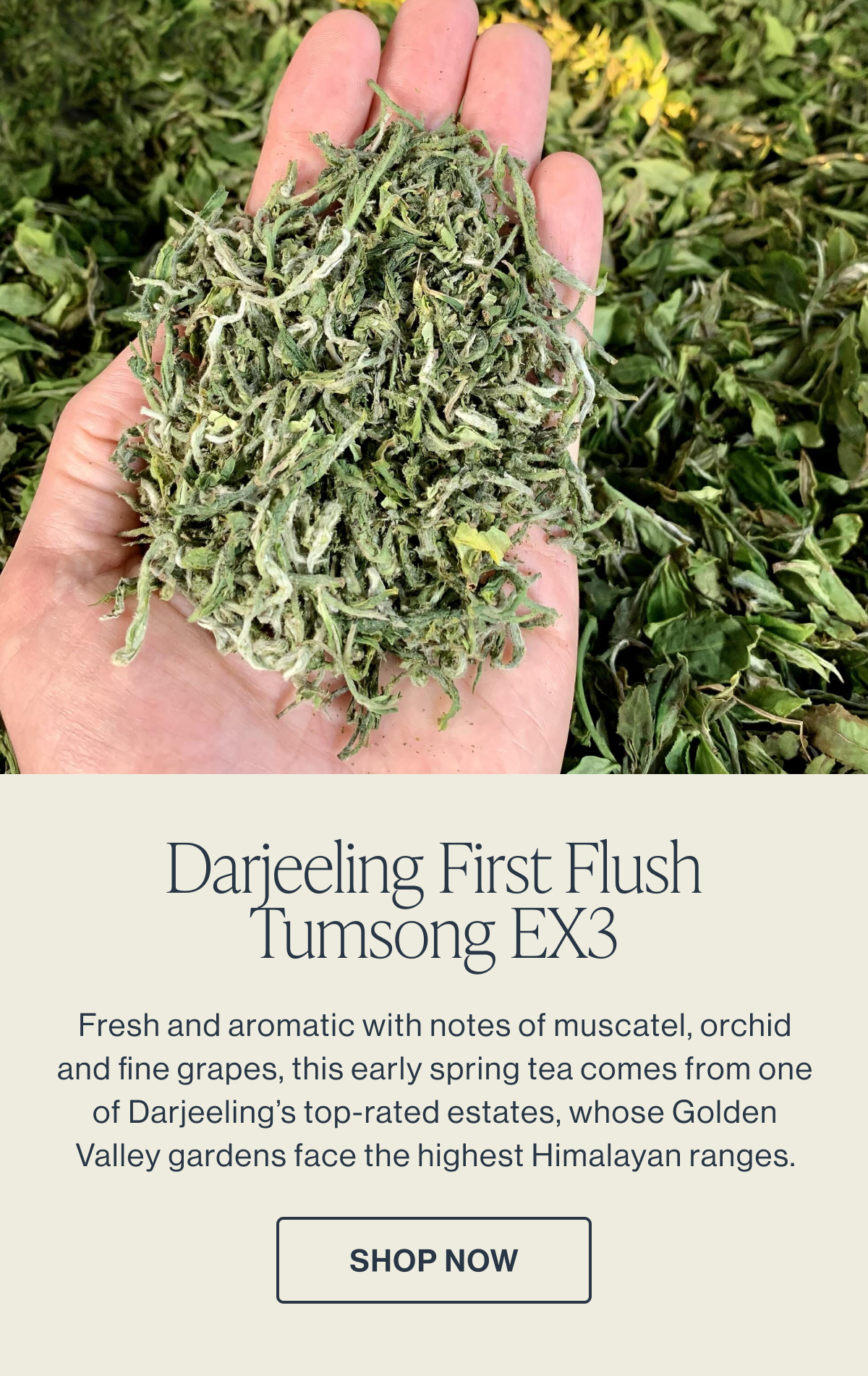 Darjeeling First Flush Tumsong EX3 | Shop Now