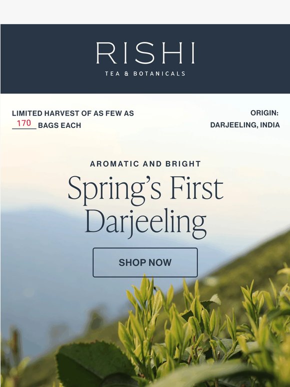 Just Landed: First Flush Darjeeling