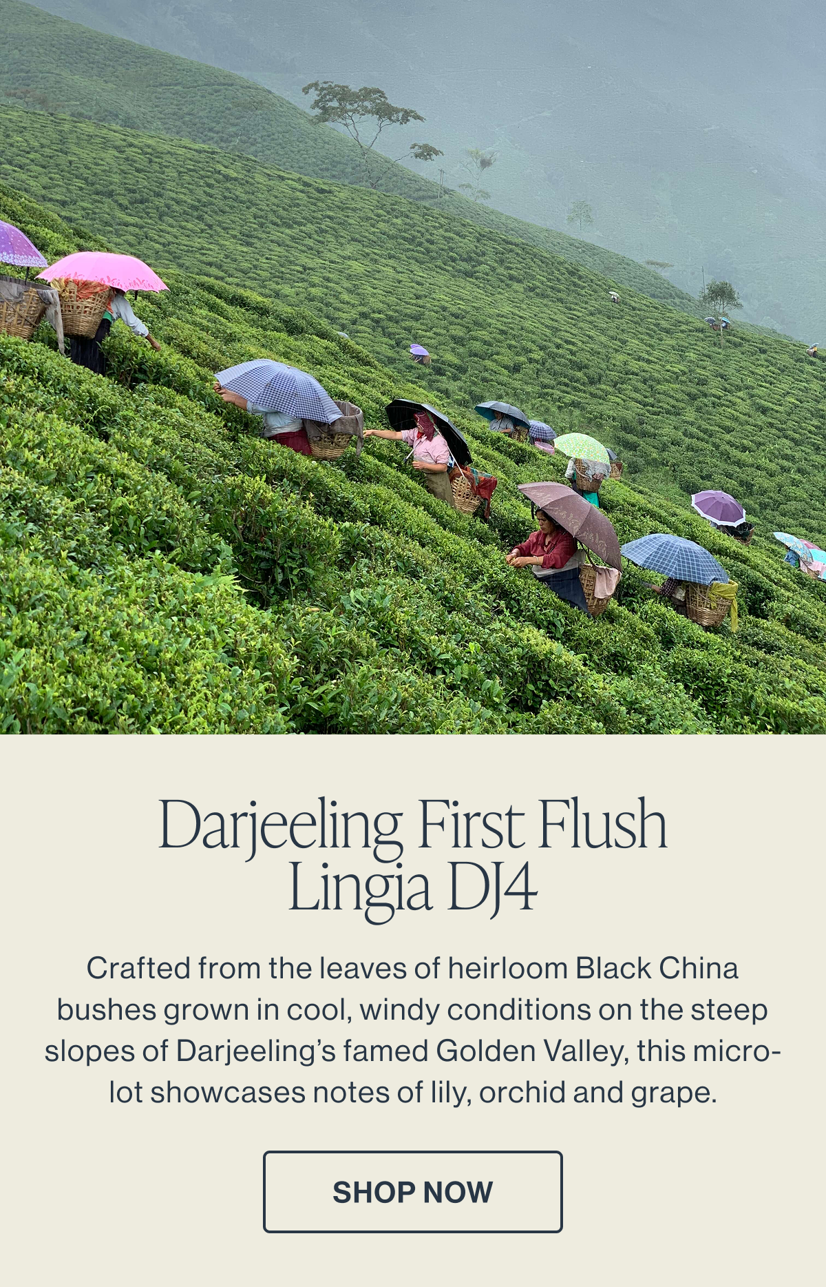 Darjeeling First Flush Lingia DJ4 | Shop Now