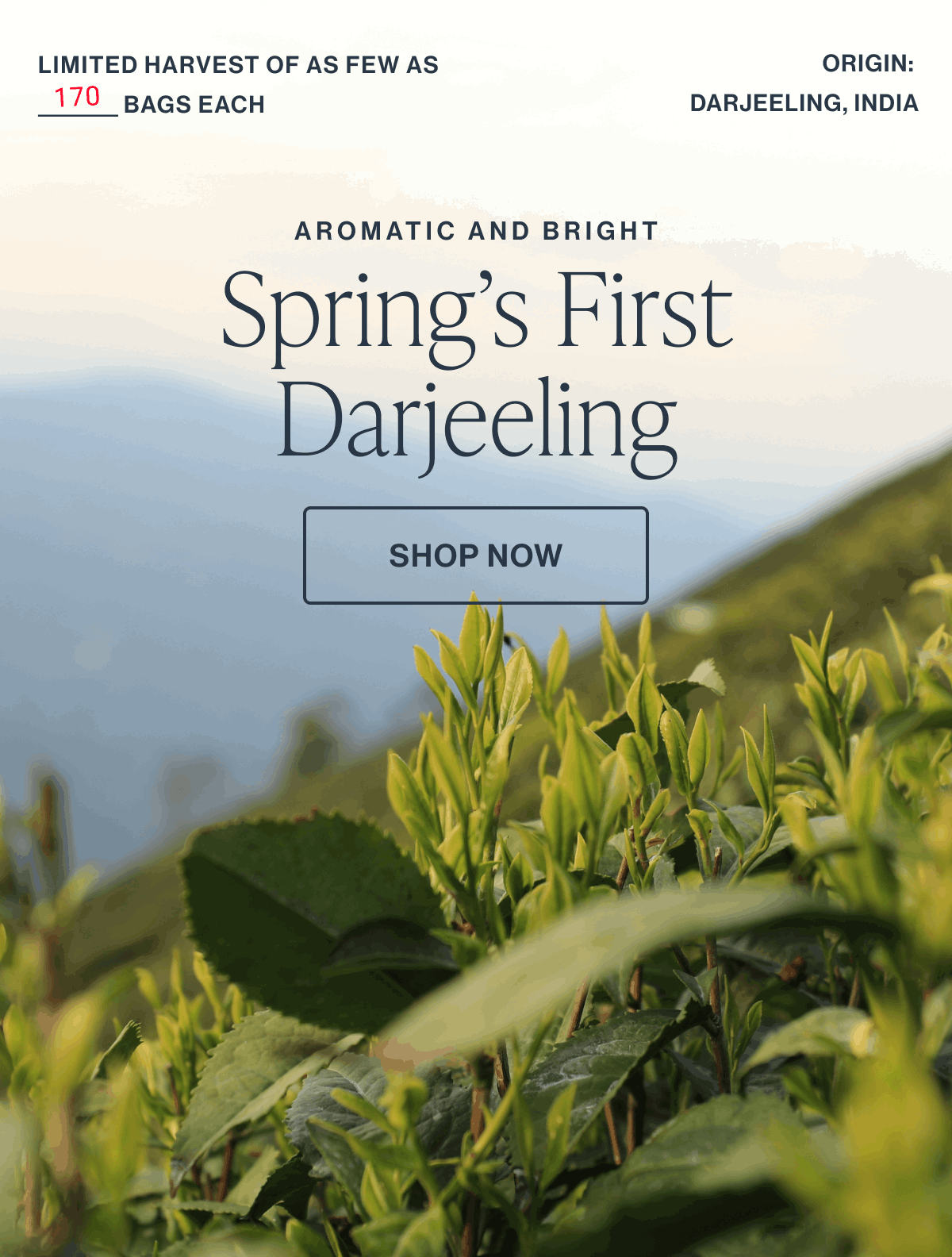 Aromatic and Bright Spring’s First Darjeeling | SHOP NOW