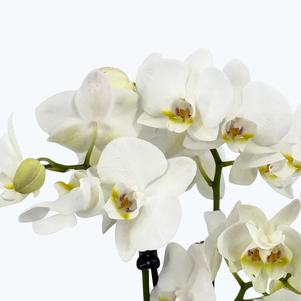 Phalaenopsis Inverness mit weißen Blüten und 3 Rispen