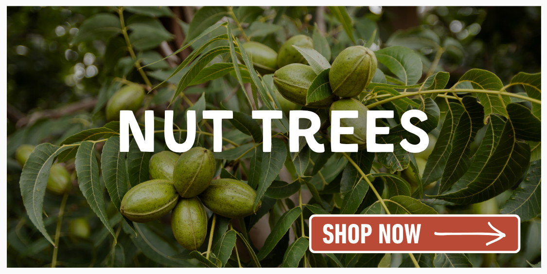 Nut trees