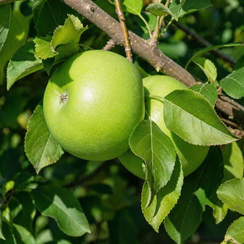 Image of Granny Smith Apple