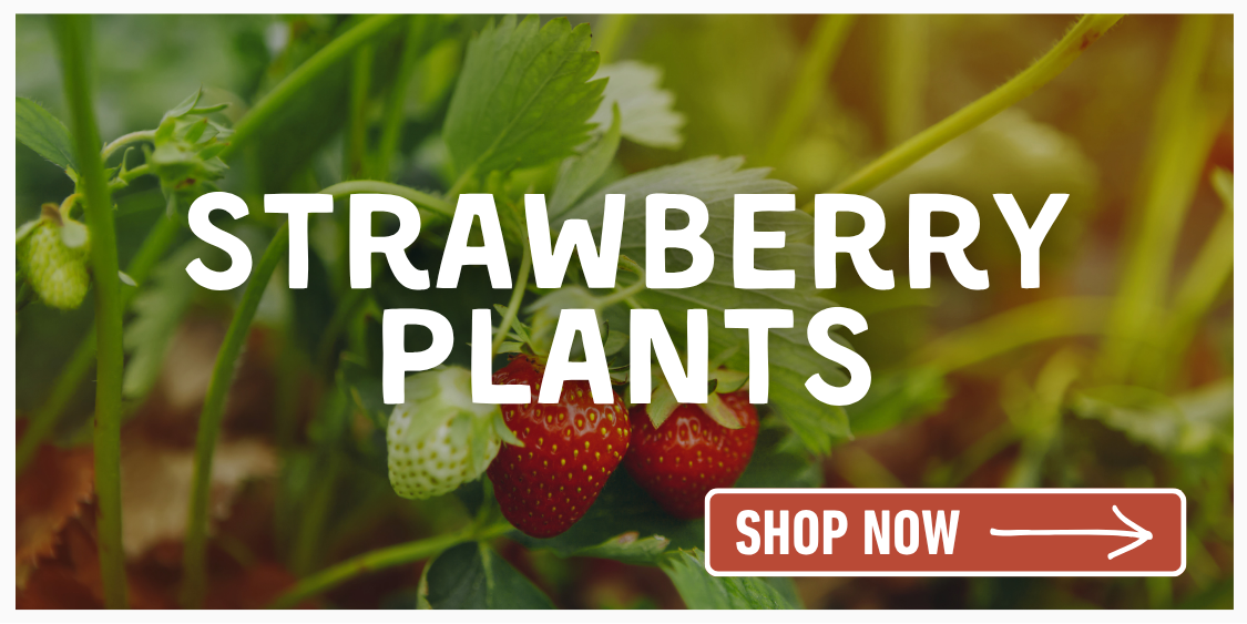 Strawberries on plant