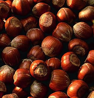 Image of Barcelona Filbert Hazelnut