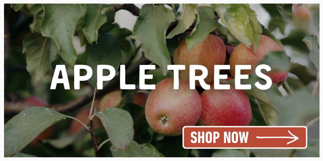 Red apples on tree