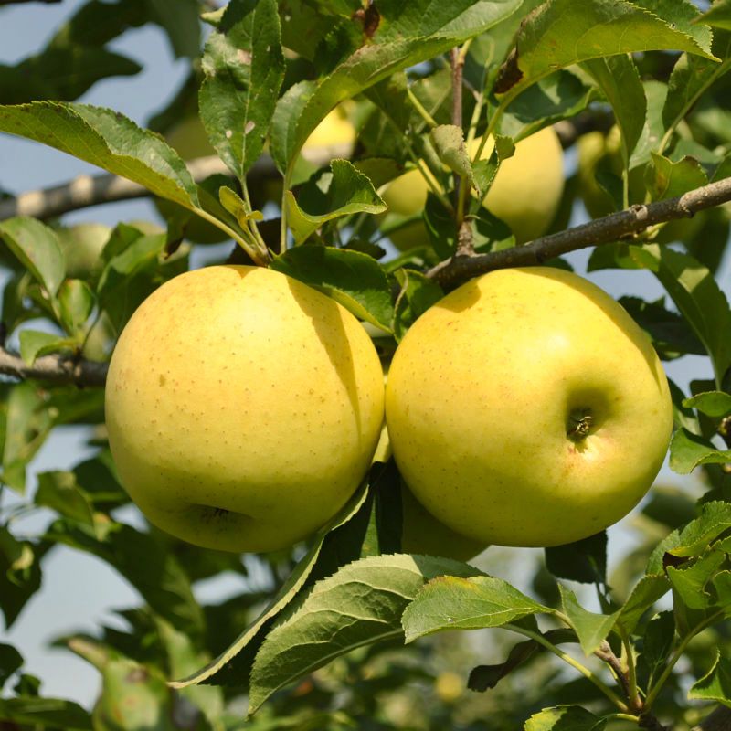Image of Stark® Golden Delicious Apple