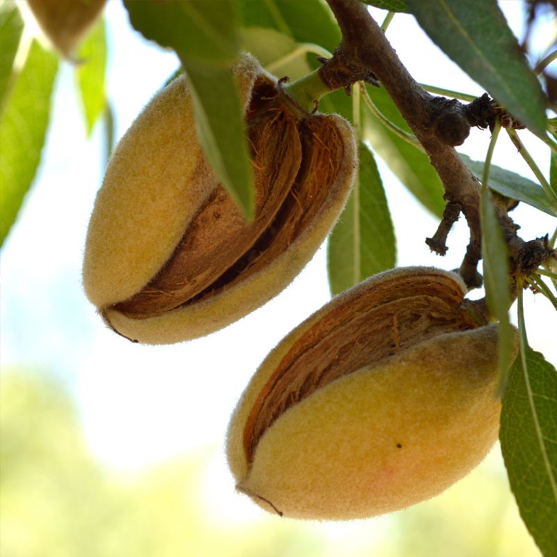 Image of Texas Mission Almond