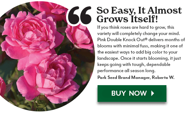 Pink Double Knock Out® Shrub Rose
