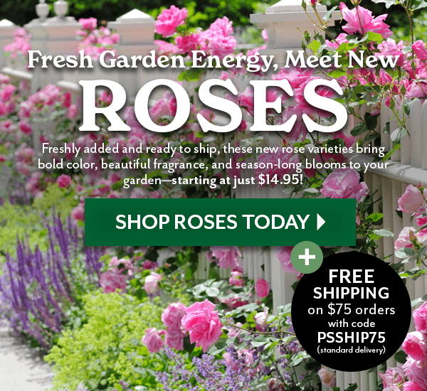 Fresh Garden Energy, Meet New Roses