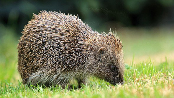 A small brown hedgehog sniffs the grass. It is pictured close-up.