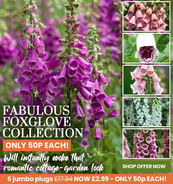 Fabulous Foxglove Collection