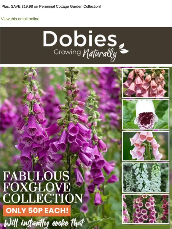Fabulous Foxgloves ONLY 50p each!