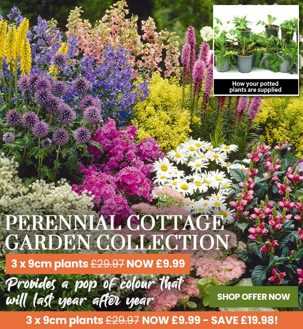 Nurserymans Choice Perennial Cottage Garden Collection