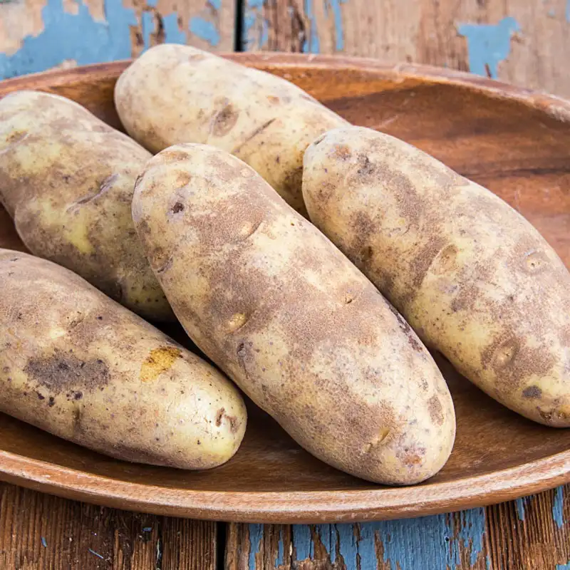 Burbank Russett Potato