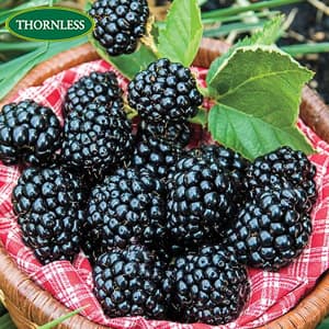Arapaho Blackberry Plant