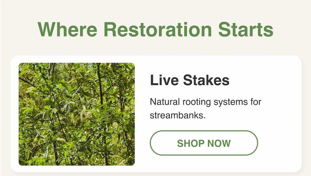 Where restoration starts - live stakes
