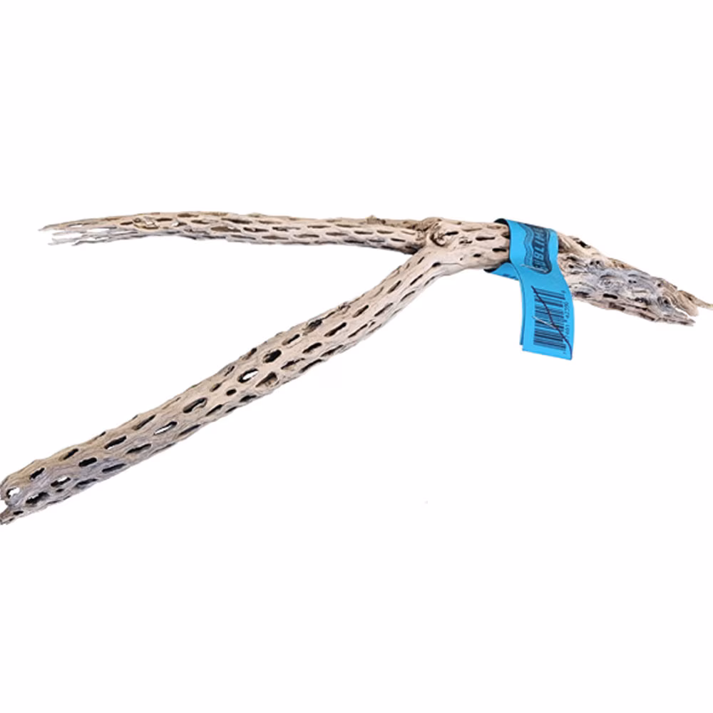 Image of Sublime Vine - Sandblasted Cholla Wood - 12in
