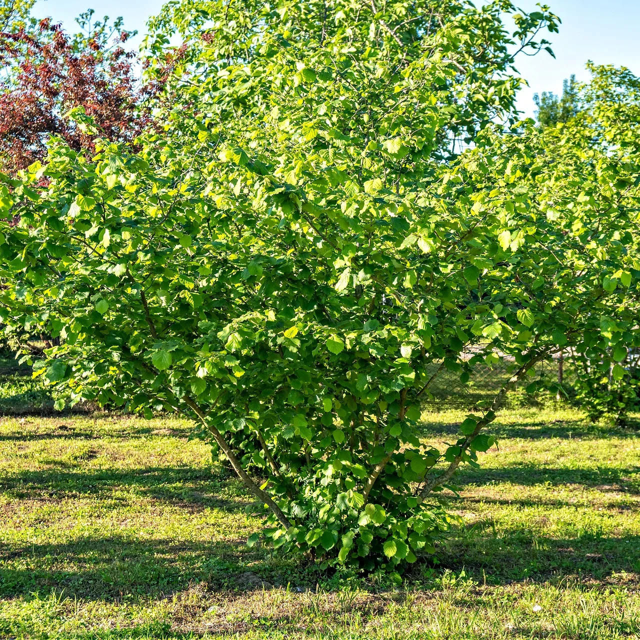Image of American Hazelnut Shrub