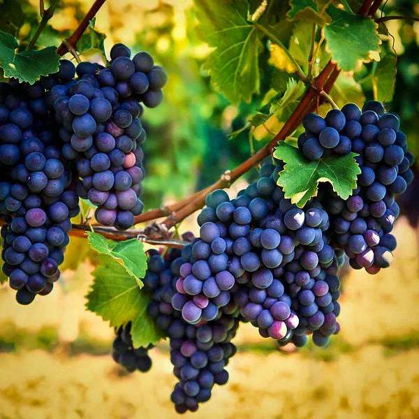 Image of Grape Vine Plant
