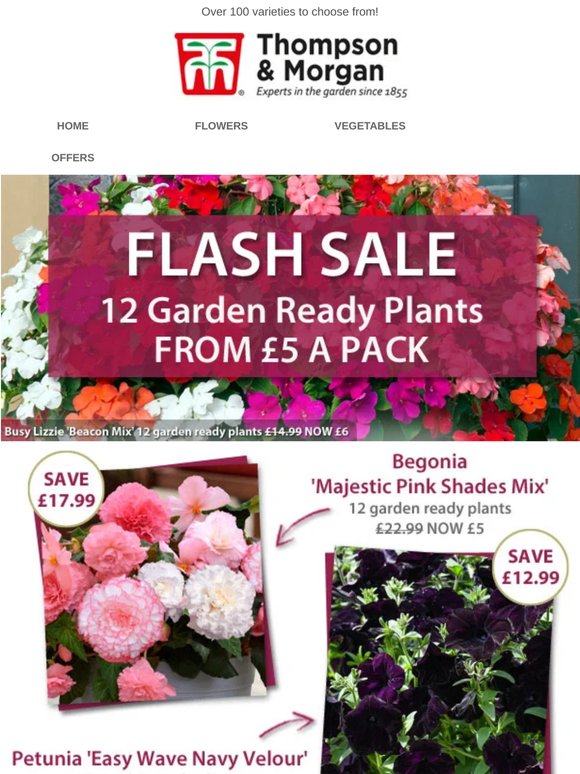12 Garden Ready Plants FROM £5 A Pack! Mix & Match Special