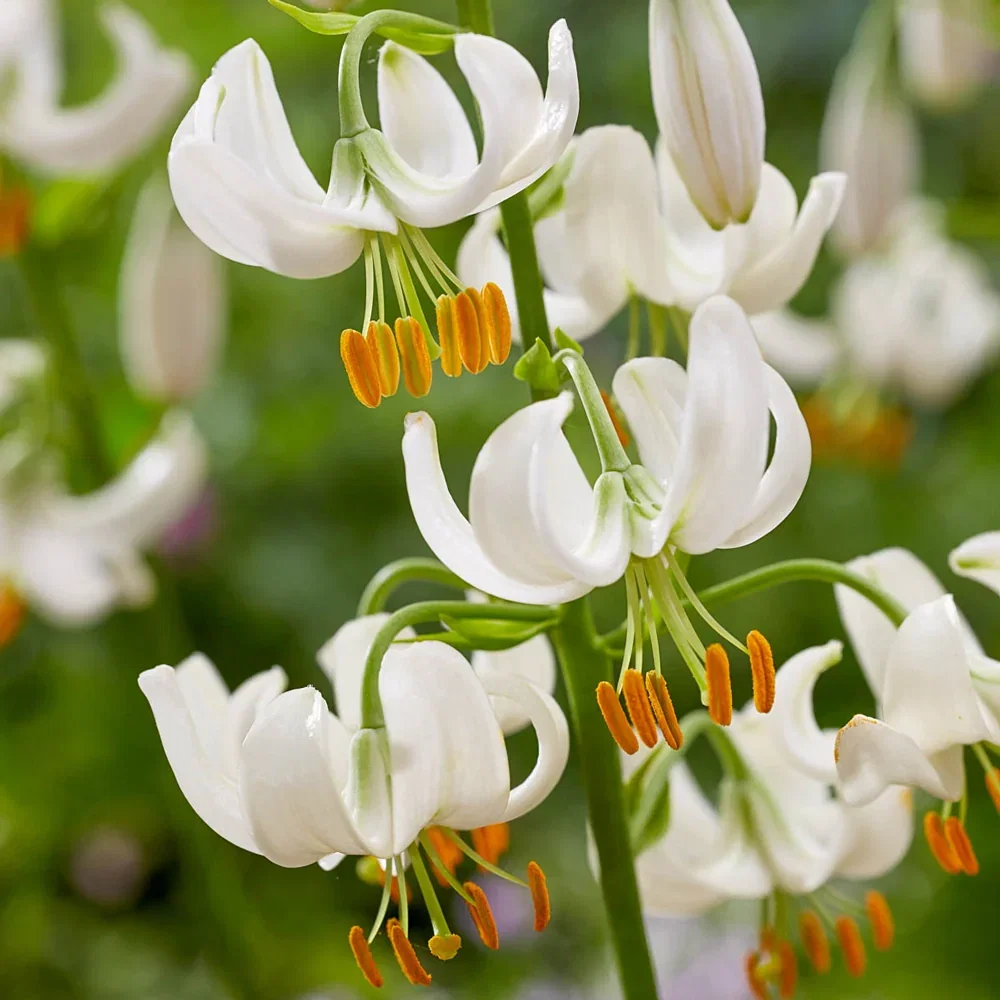 Martagon Lily Snowy Morning