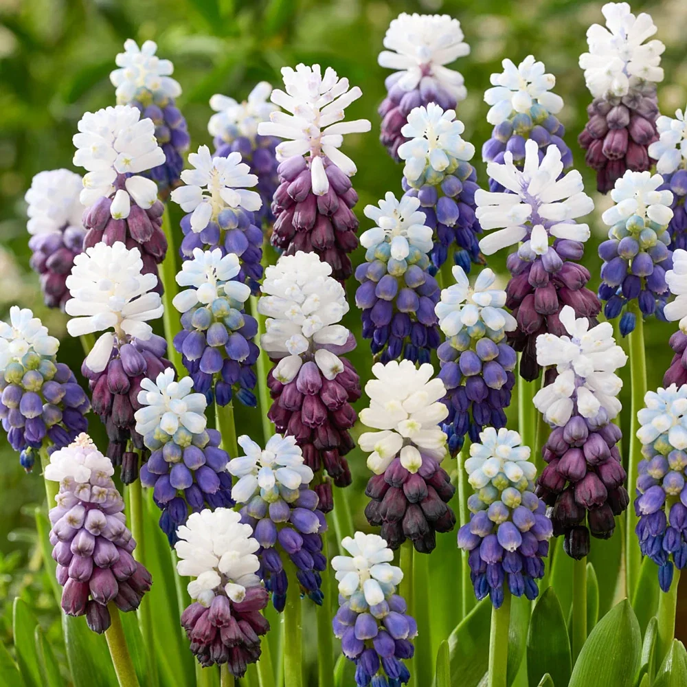 Broad-Leaved Grape Hyacinth Duet